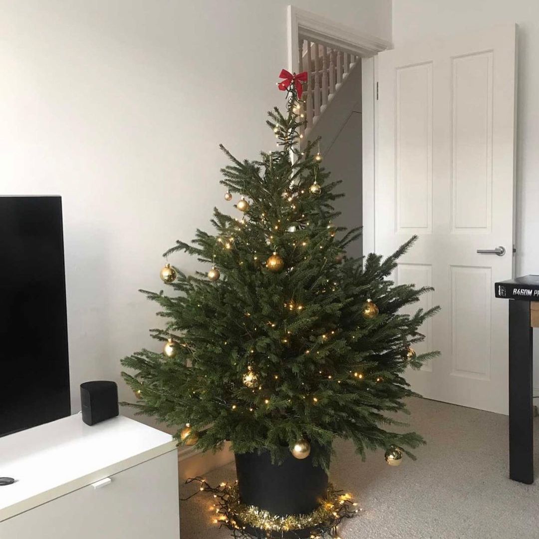 Une fois les fêtes finies, ces sapins de Noël ne sont pas jetés et